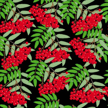 Rowan Compositions, Rowan Leaves, Rowan, Cartoon illustration of Rowan. Rowan Isolated on White Background. Bunch of Juicy Rowan Berries.のイラスト素材