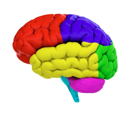 3d render of brain on white background