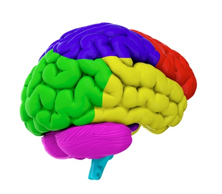 3d render of brain on white backgroundの写真素材
