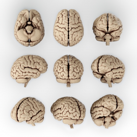 3D illustration of human brain in different angles 3D illustration of human brain in different angles
