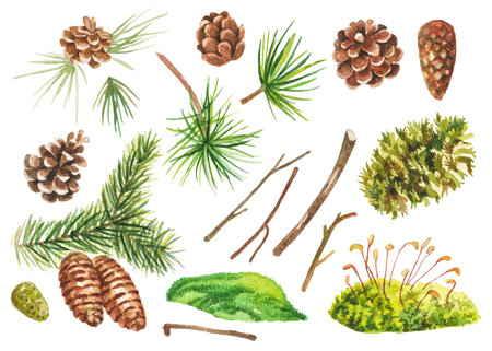 Abstract watercolor collection of pine branches. Hand drawn nature design elements isolated on white background.の写真素材