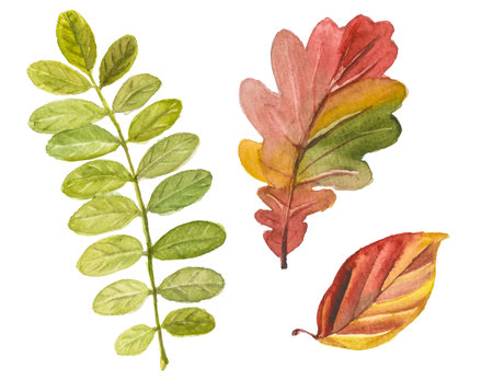 Abstract watercolor collection of autumn leaves. Hand drawn nature design elements isolated on white background.の写真素材
