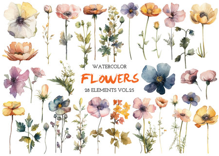 Vector watercolor painted flower. Hand drawn flower design elements isolated on white background.の写真素材