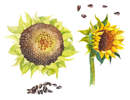 Abstract watercolor collection of autumn sunflowers. Hand drawn nature design elements isolated on white background.の写真素材