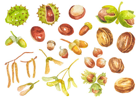 Abstract watercolor collection of autumn nuts, seeds and beans. Hand drawn nature design elements isolated on white background.の写真素材