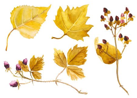 Abstract watercolor collection of autumn leaves. Hand drawn nature design elements isolated on white background.の写真素材
