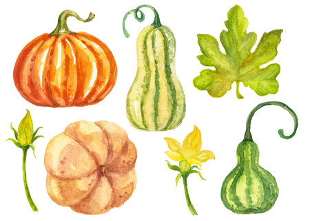 Abstract watercolor collection of autumn pumpkins. Hand drawn nature design elements isolated on white background.の写真素材