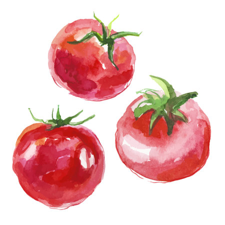 Watercolor painted tomato. Hand drawn fresh food design element isolated on white background.のイラスト素材