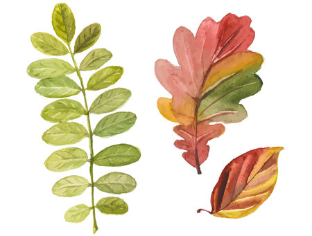 Abstract watercolor illustration of autumn leaves. Hand drawn nature design elements isolated on white background.のイラスト素材