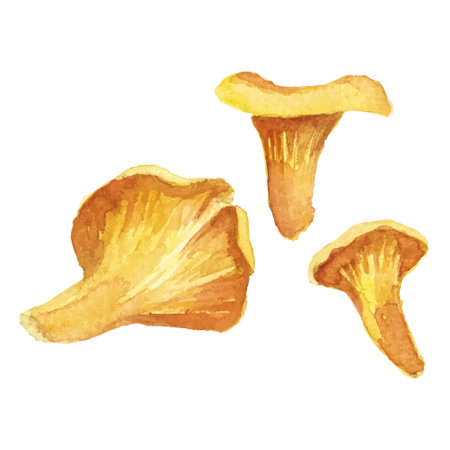 Abstract watercolor illustration of autumn mushrooms. Hand drawn nature design elements isolated on white background.のイラスト素材