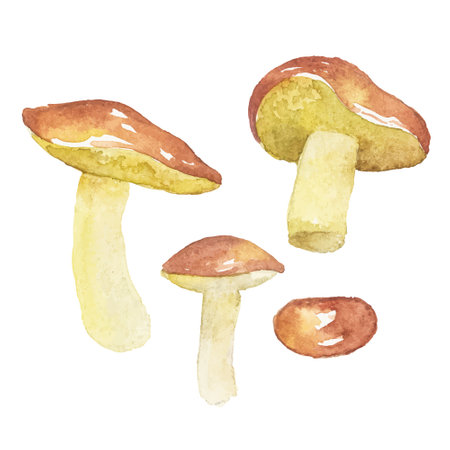 Abstract watercolor illustration of autumn mushrooms. Hand drawn nature design elements isolated on white background.のイラスト素材