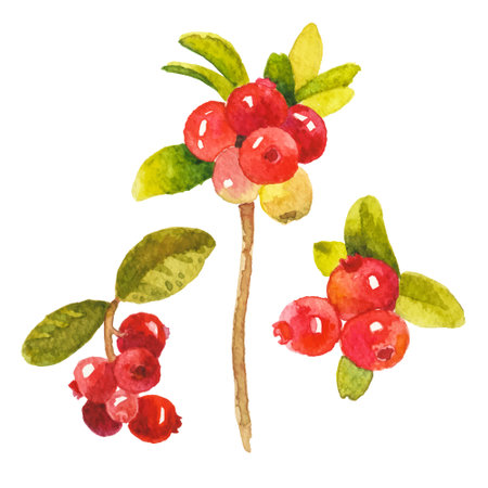 Abstract watercolor illustration of autumn cranberry. Hand drawn nature design elements isolated on white background.のイラスト素材