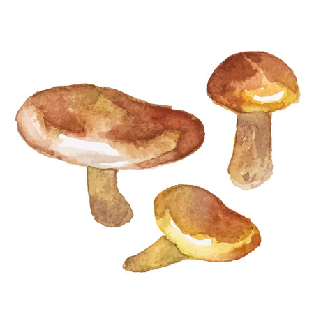 Abstract watercolor illustration of autumn mushrooms. Hand drawn nature design elements isolated on white background.のイラスト素材