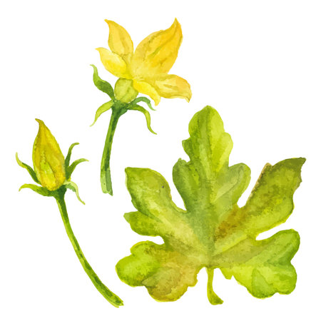 Abstract watercolor illustration of autumn pumpkin leaf and flower. Hand drawn nature design elements isolated on white background.のイラスト素材