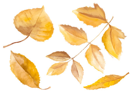 Abstract watercolor illustration of autumn leaves. Hand drawn nature design elements isolated on white background.のイラスト素材