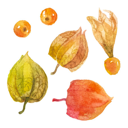 Abstract watercolor illustration of autumn physalis berries. Hand drawn nature design elements isolated on white background.のイラスト素材