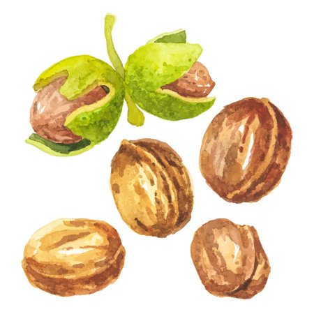 Abstract watercolor illustration of autumn walnut. Hand drawn nature design elements isolated on white background.のイラスト素材