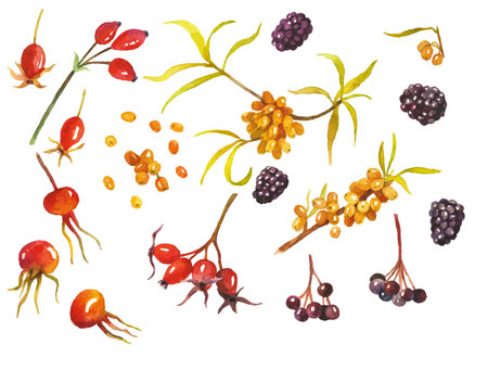 Abstract watercolor collection of autumn berries. Hand drawn nature design elements isolated on white background.のイラスト素材