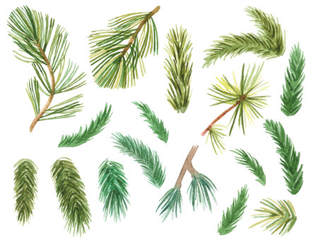 Abstract watercolor collection of pine branches. Hand drawn nature design elements isolated on white background.のイラスト素材