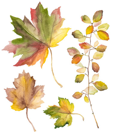 Abstract watercolor collection of autumn leaves. Hand drawn nature design elements isolated on white background.の写真素材