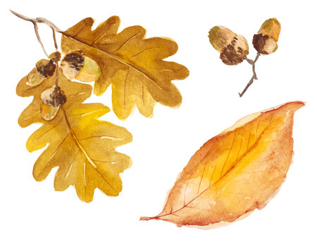 Abstract watercolor collection of autumn leaves. Hand drawn nature design elements isolated on white background.の写真素材