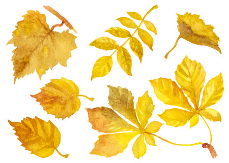 Abstract watercolor collection of autumn leaves. Hand drawn nature design elements isolated on white background.の写真素材