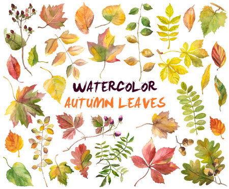 Abstract watercolor collection of autumn leaves. Hand drawn nature design elements isolated on white background.の写真素材