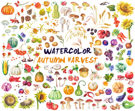 Abstract watercolor collection of autumn fruits and vegetables. Hand drawn nature design elements isolated on white background.の写真素材