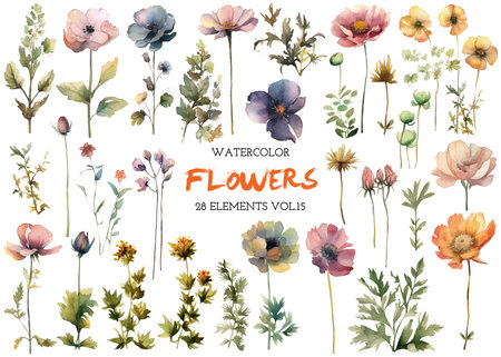 Vector watercolor painted flower. Hand drawn flower design elements isolated on white background.の写真素材