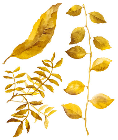 Abstract watercolor collection of autumn leaves. Hand drawn nature design elements isolated on white background.のイラスト素材