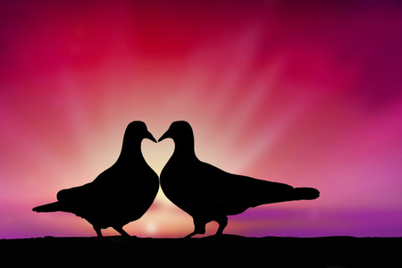 pigeons in loveの写真素材