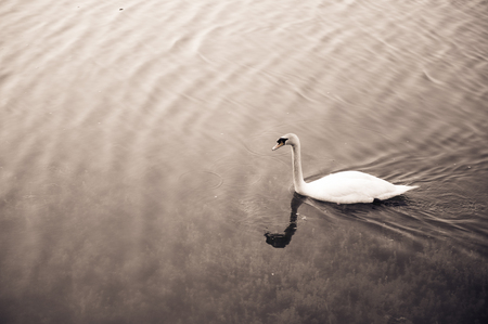 White swan floating on the lake select focusの写真素材