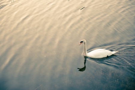White swan floating on the lake select focusの写真素材