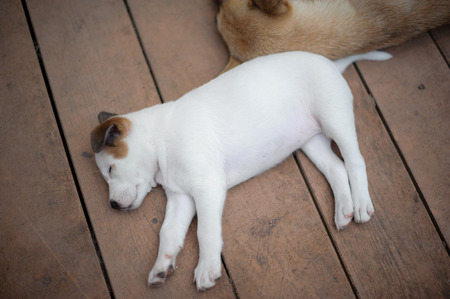 Thai white stray dog sleeping in woodの写真素材