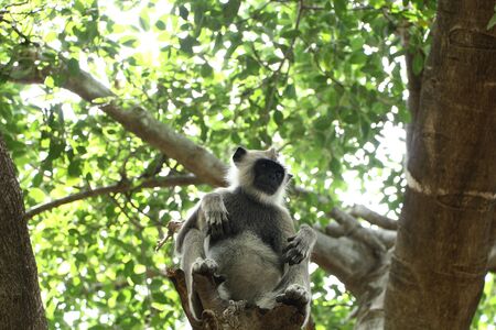 Gray langur, also called Hanuman langur is a genus of Old World monkeys native to the Indian...