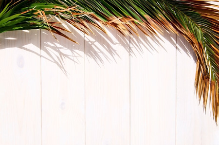 Tropical palm tree leaf on white wooden background  with copy space. Concept for vacation or summer.の写真素材