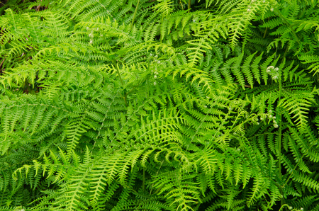 Green ferm backgroundの写真素材