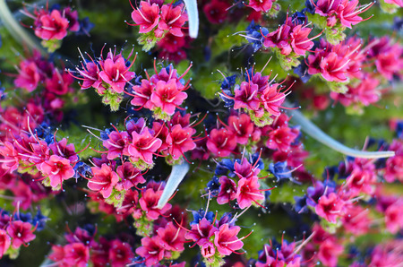 Close up of beautiful flower Tajinaste (Echium wildpretii) in Teide, Tenerife,  Spain. の写真素材