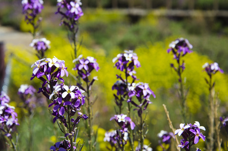 Close up of flower Alhelí del Teide, Tenerife  for beautiful background or texture.  Erysimum scopariumの写真素材