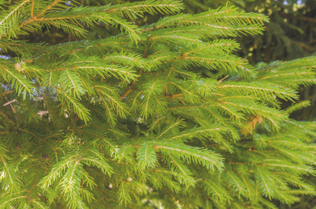 Fir tree branch backgroundの写真素材