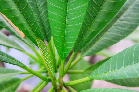 Close up of bright green leaves for texture or background. Abstract nature image. Shallow dept of field and soft focusの写真素材