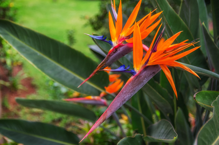 Two exotic flowers Strelizia Reginae or Bird of Paradise growing in tropical garden on Tenerife, Canary Islands , Spain. Beautiful vibrant floral background for wallpaper or web design. Copy space.の写真素材