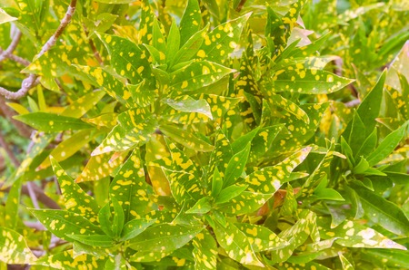 Close up of bright green yellow leaves for texture or background. Abstract nature plant image. Soft...