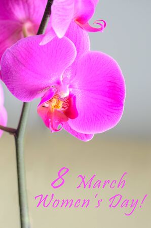 8 march concept. Womens International day greeting card. Beautiful orchid flower on white background with copy space.の写真素材