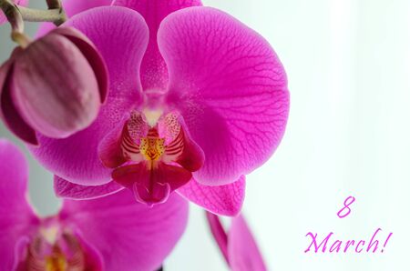 8 march concept. Womens International day greeting card. Beautiful orchid flower on white background with copy space.の写真素材