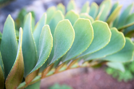 Vibrant  tropical leaves at sunlight for texture or background. Abstract nature plant image.