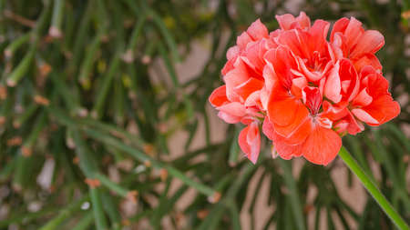Pelargonium or Geranium with green leaves. Beautiful vibrant flowers background for wallpaper or web design. Copy spaceの写真素材