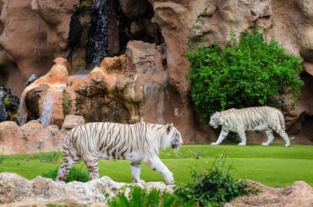 Two white tigers in outdoor Zoo.