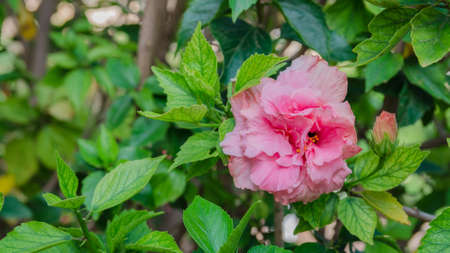 Hibiscus Syriacus Ardens or Deciduous Hibiscus with bud and green leaves, pink flowering plants growing in subtropical and tropical regions in the world. Vibrant large background for wallpaper or web design.の写真素材