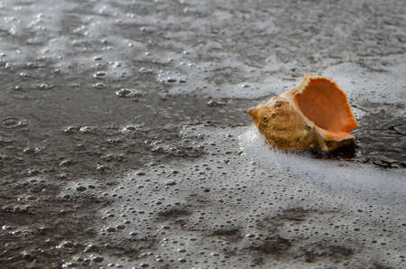 Seashell on the ocean sand with White Sea Sponge. Copy space.の写真素材